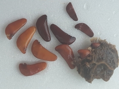 Pterocarpus macrocarpus