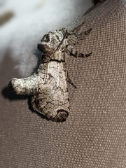 Inguromorpha basalis