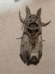 Inguromorpha basalis