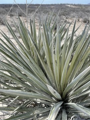 Yucca capensis