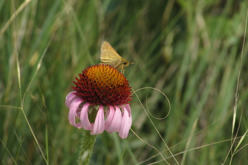 Dakota Skipper photo 2