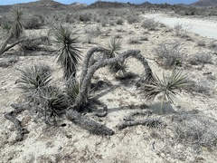Yucca capensis