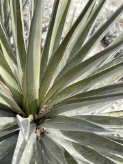 Yucca capensis