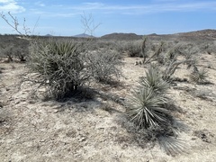 Yucca capensis