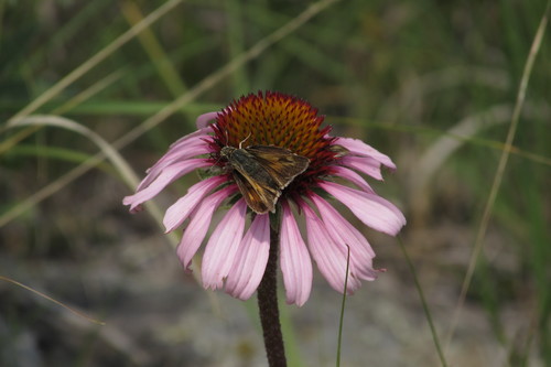 Dakota Skipper photo 4