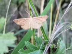 Idaea rufaria