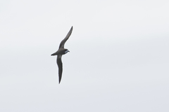 Pterodroma sandwichensis