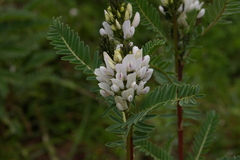 Astragalus garbancillo