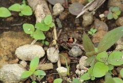 Dasymutilla formosa