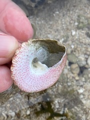 Trochus maculatus