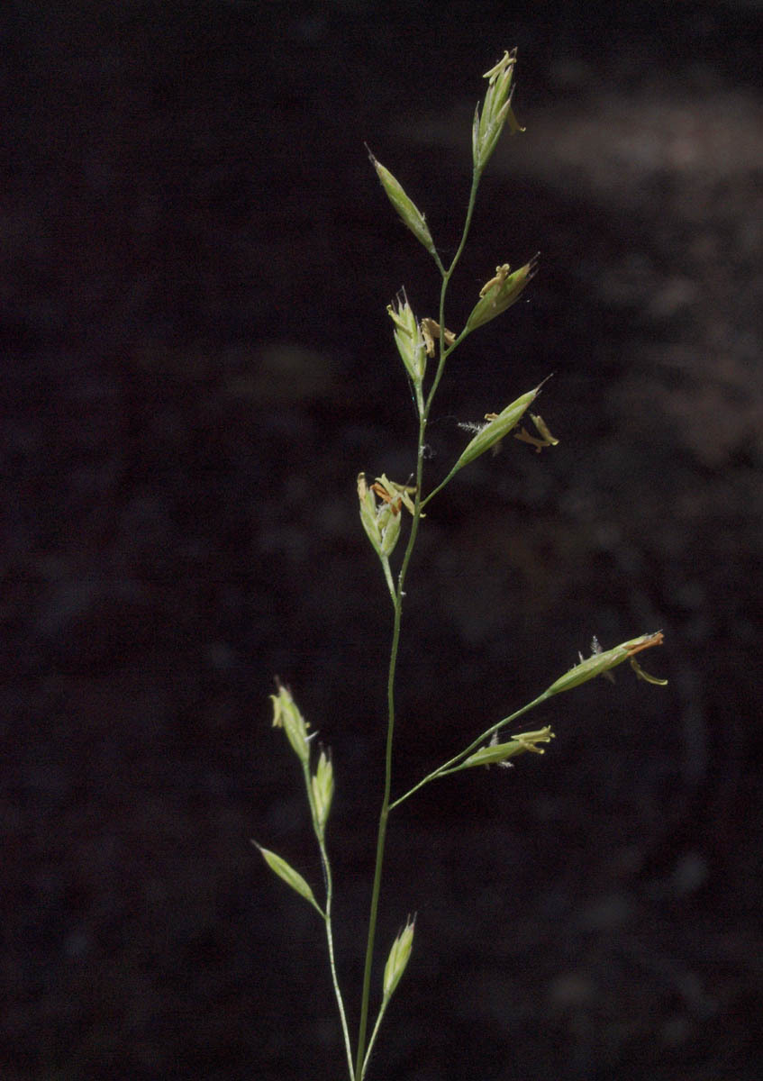 Festuca rubra ssp. rubra