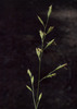 Strong Creeping Red Fescue - Photo (c) Susan, some rights reserved (CC BY-NC), uploaded by Susan