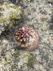 Trochus maculatus