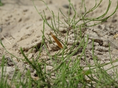 Donacaula forficella