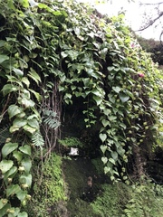 Lophospermum erubescens