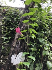Lophospermum erubescens