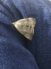 Lepidoptera