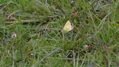 Colias lesbia