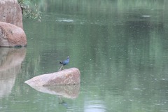 Porphyrio poliocephalus