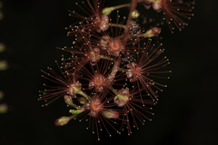 Barringtonia acutangula