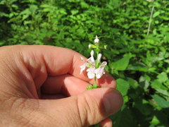 Stachys nuttallii