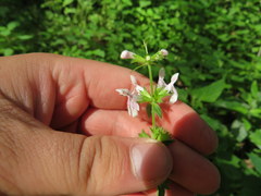 Stachys nuttallii
