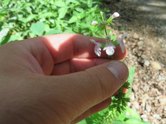 Stachys nuttallii