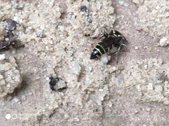 Bembecinus borneanus