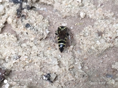 Bembecinus borneanus