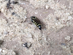 Bembecinus borneanus