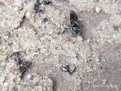 Bembecinus borneanus