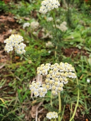Achillea millefolium