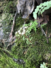 Sedum jaliscanum