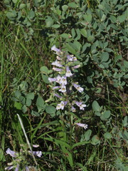 Penstemon gracilis