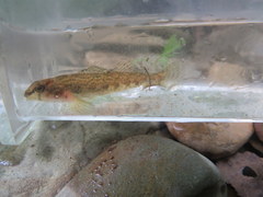 Etheostoma coosae