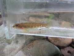 Etheostoma coosae