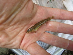Etheostoma coosae