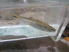 Notropis stilbius