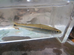 Notropis stilbius