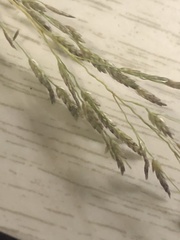 Eragrostis gangetica