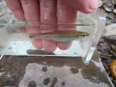 Notropis stilbius