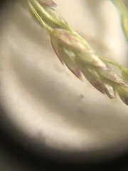 Eragrostis gangetica