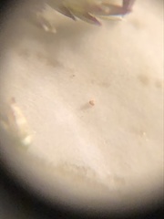 Eragrostis gangetica