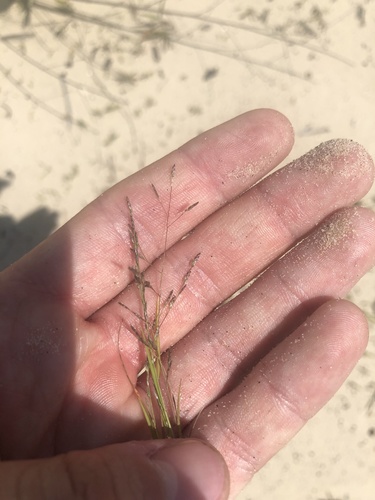 slimflower lovegrass (Eragrostis gangetica)