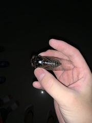 Cryptotympana atrata