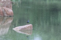 Porphyrio poliocephalus