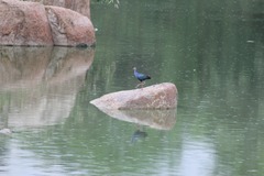 Porphyrio poliocephalus