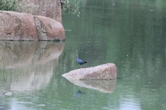 Porphyrio poliocephalus