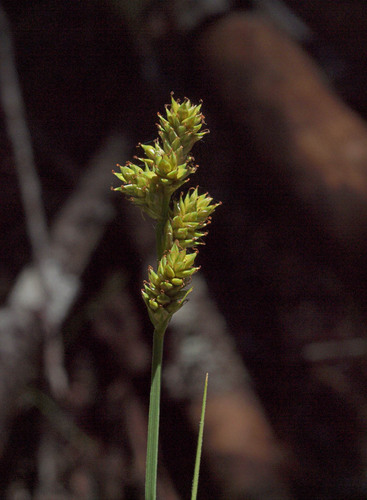 Carex canescens ssp. canescens