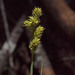 Carex canescens canescens - Photo (c) Susan, some rights reserved (CC BY-NC), uploaded by Susan
